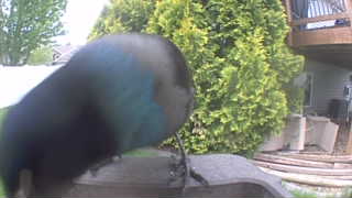 common grackle