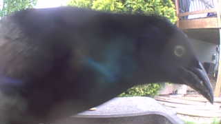 american crow