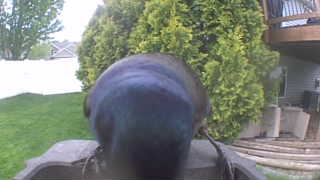 common grackle