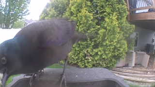 common grackle