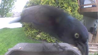 common grackle