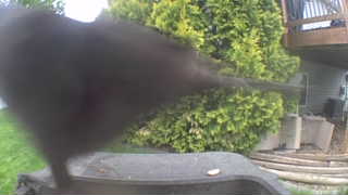 Unidentified clip