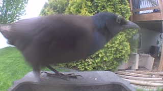 common grackle