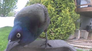 common grackle