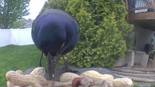 common grackle