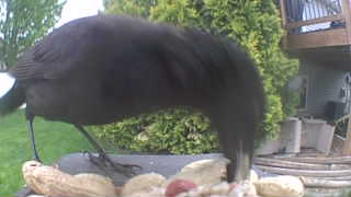 american crow