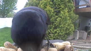 common grackle