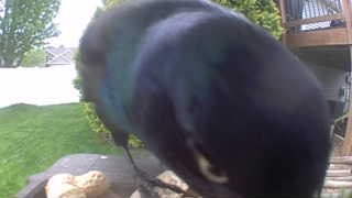common grackle