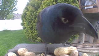 common grackle