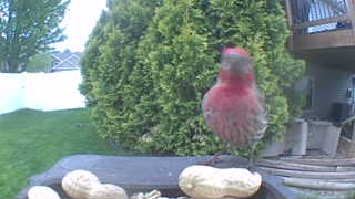 house finch