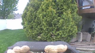 Unidentified clip