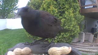common grackle