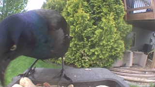 common grackle