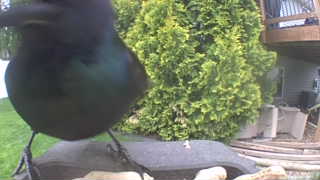 common grackle