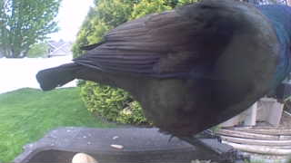 common grackle
