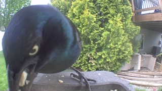 common grackle