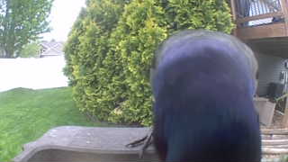 common grackle