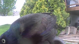 common grackle