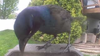 common grackle