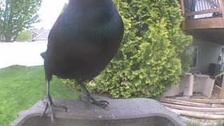 common grackle