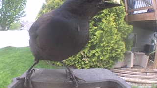 american crow