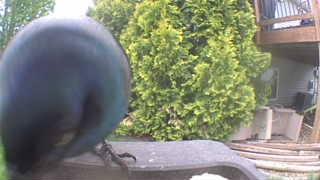 common grackle