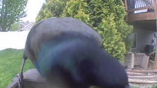 common grackle