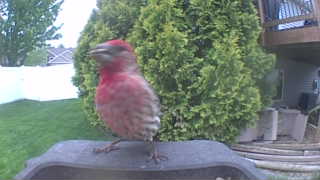 house finch