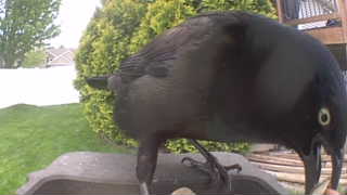 common grackle