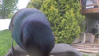 common grackle