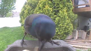 common grackle