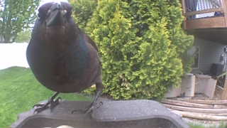 common grackle