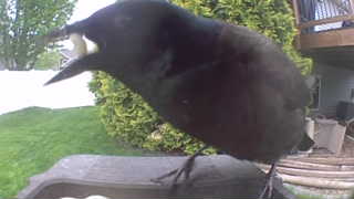 common grackle