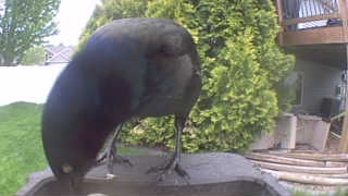 common grackle