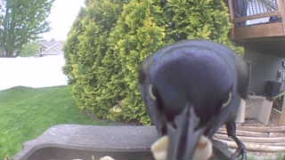 blue jay