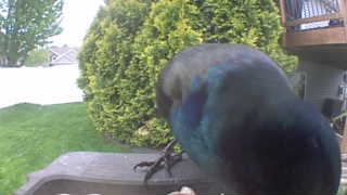 common grackle
