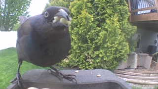 common grackle