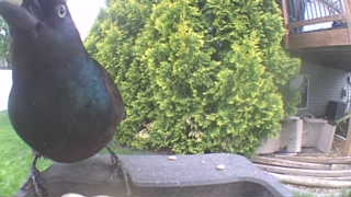 common grackle