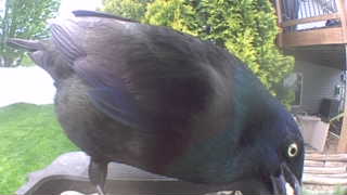 common grackle