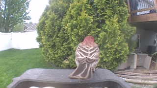 purple finch