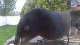 common grackle