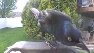 common grackle