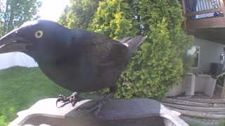 common grackle