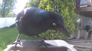 common grackle