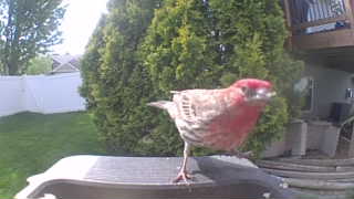 house finch