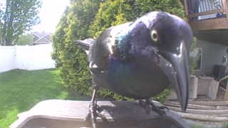 common grackle