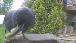 common grackle