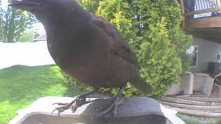 common grackle