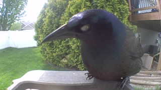 common grackle