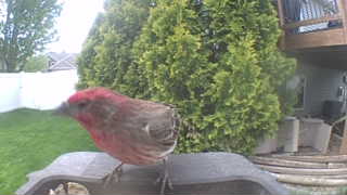 house finch